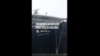 Japon : un navire à 44 millions pour tuer des baleines