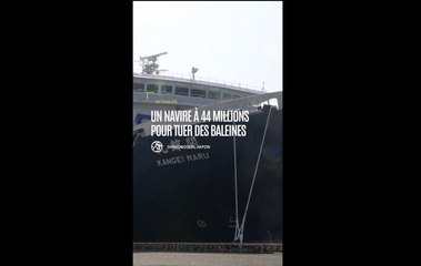 Japon : un navire à 44 millions pour tuer des baleines