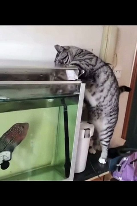 Animals Funny Video