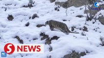 Bringing back snow leopards in NW China's Helan Mountains