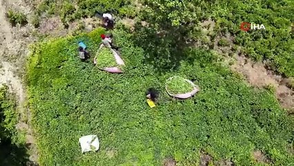 Senegalli çay işçileri kaçak çalıştıkları gerekçesiyle sınır dışı edilecek