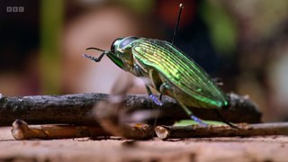 BBC Mysterious Origins of Insects