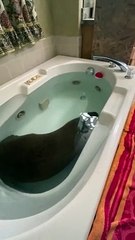 かわいいカピバラがスパを楽しむ