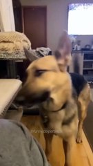 面白い犬、エピソード66