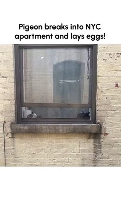面白いハトがニューヨークのアパートに侵入し、卵を産む！