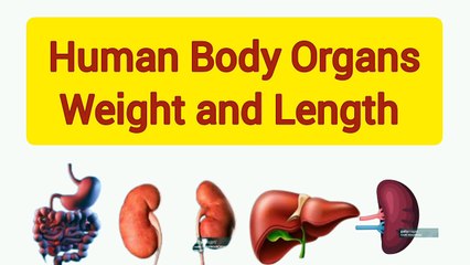 Human Body Organs: Surprising Weights & Lengths Explained 🧠