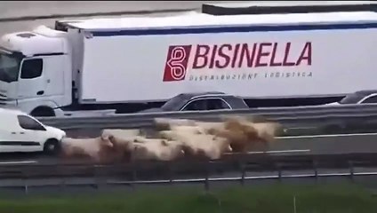 Camion carico di bovini si ribalta in A4
