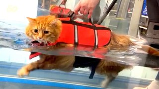 Must See! This Fat Feline Is Braving His Fear of Water to Shed Some Kitty Kilos
