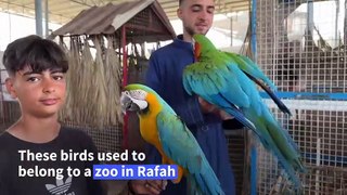 Gaza zookeeper fears for his animals as war takes its toll