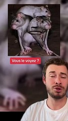 Vous le voyez ? (Exclu Dailymotion)