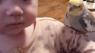 Parrot little baby talking