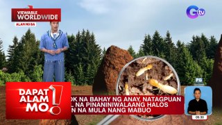 Gabundok na bahay ng anay, natagpuan sa Brazil?! | Dapat Alam Mo!