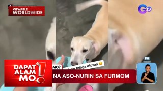 Aso, kinatuwaan online sa pagiging masunurin nito | Dapat Alam Mo!