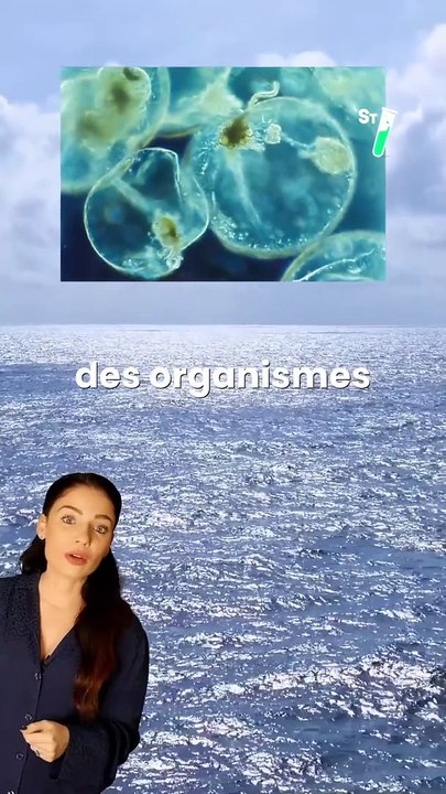 En cette journée européenne de la mer  découvre avec Virginie l'un des plus beaux phénomènes maritimes : la bioluminescence !