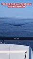 La terrorífica escena de un tiburón acercándose a una embarcación