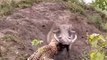 leopard vs warthog_ jungle safari_ wildlife photographer _animals