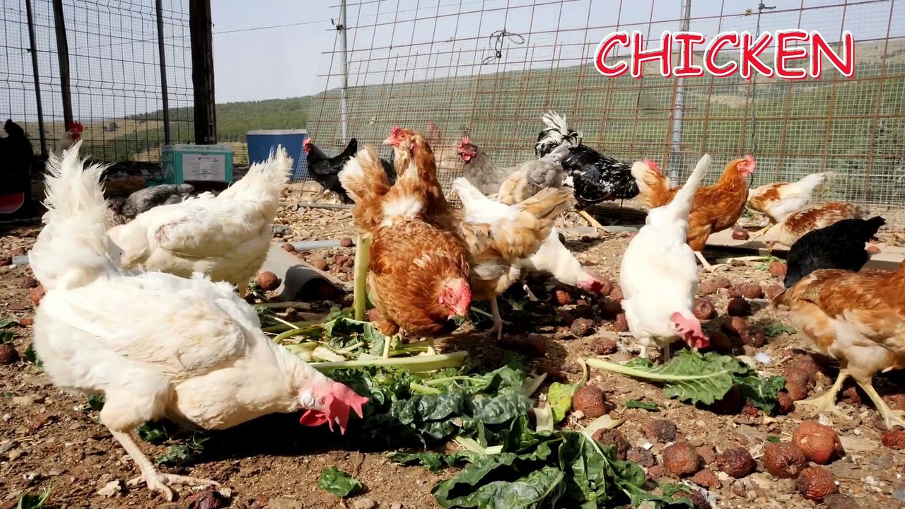 ABC Animals on The Farm | Alphabet Animals |  Alphabet Song with Animals Name | Nursery Rhymes for Babies Alphabet Song |  The ABC Song | ABCD Song for Baby in English