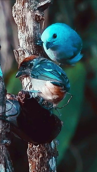 most colorful bird