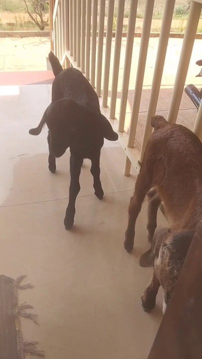 Lovely Baby Goat