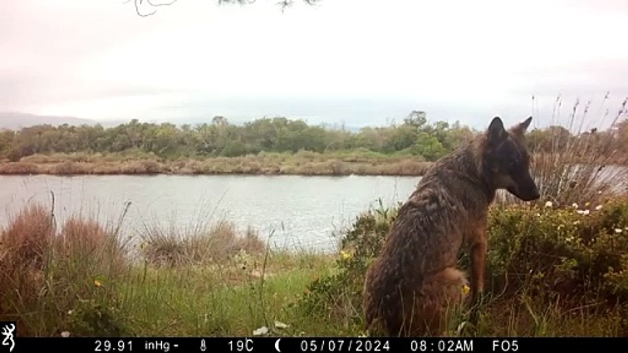 Un (bellissimo) lupo nell'Oasi della Laguna di Orbetello: il video della fototrappola