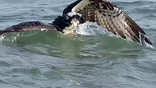 Osprey Dive - Nature's Perfect Predator