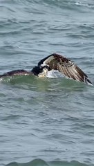Osprey Dive - Nature's Perfect Predator
