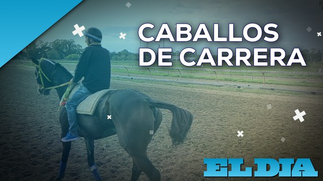 Caballos de carrera, cultura y tradición con sello platense - Informes
