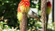 Colorful Birds in 4K | Relaxing Music