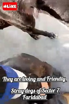Faridabad Ke Stray Dogs #dog #dogs #doglover #doglovers #lovedogs #dogowner #dogowners #dogsforadoption #adoptdontshop #adoptstreetdogs #adoptme