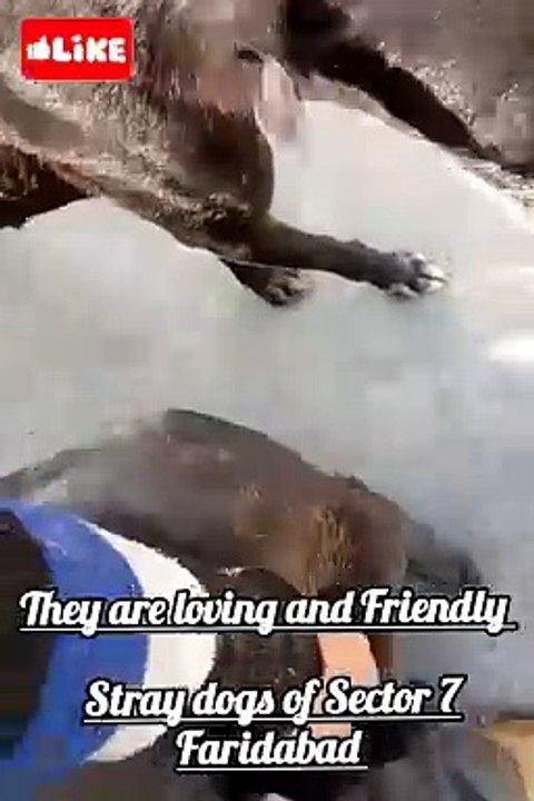 Faridabad Ke Stray Dogs #dog #dogs #doglover #doglovers #lovedogs #dogowner #dogowners #dogsforadoption #adoptdontshop #adoptstreetdogs #adoptme