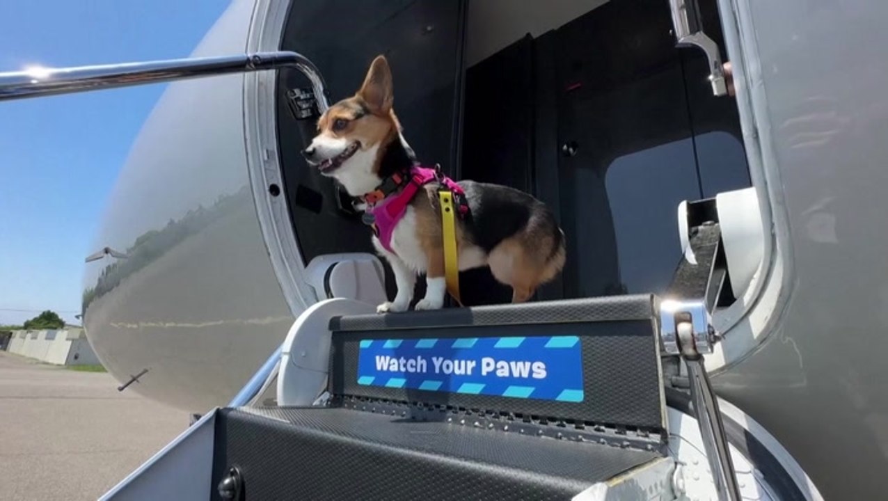 Inside BARK Air’s 8000 dogfriendly flights with canine champagne