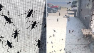 Thousands of crickets swarm over Nevada home