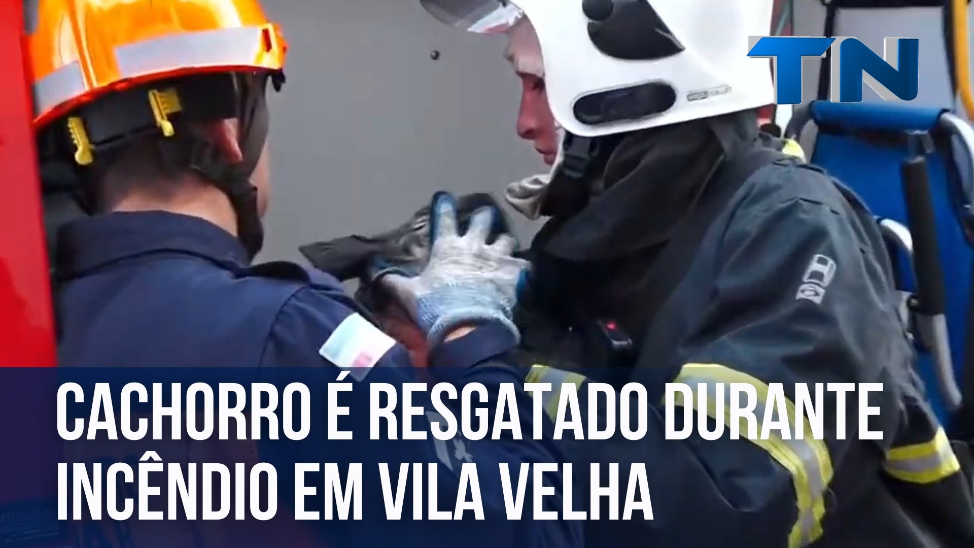 Cachorro é resgatado durante incêndio na Grande Vitória