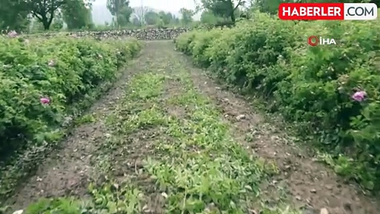 Dolu Yağışı Gül Bahçelerini Vurdu