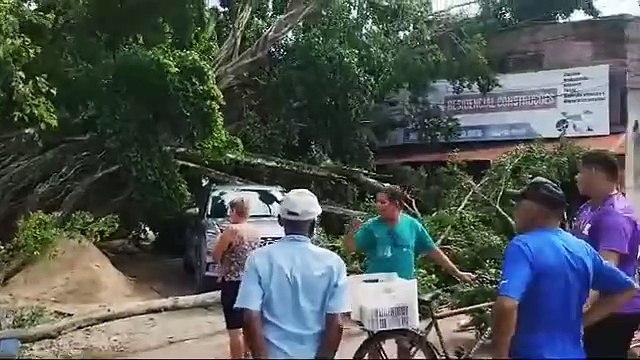 Queda de árvore atinge veículo, loja e rede elétrica em Maceió