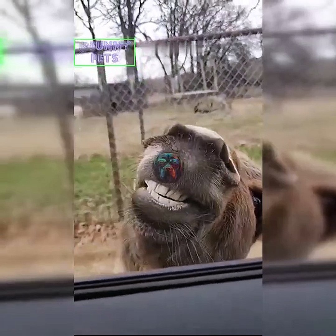 Funny Pets videos