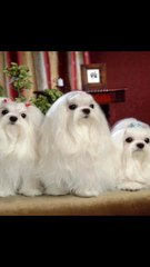 Cute fluffy cats 