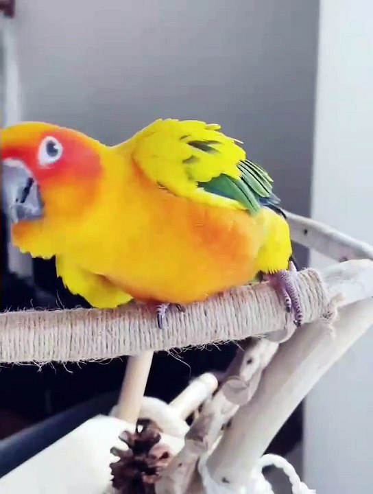 Cute Birds | Funny Birds | Wildlife | Bird | Entertainment | Pets | Birds Singing | Birds Scraping | Funny Videos | Beautiful Birds | Shorts