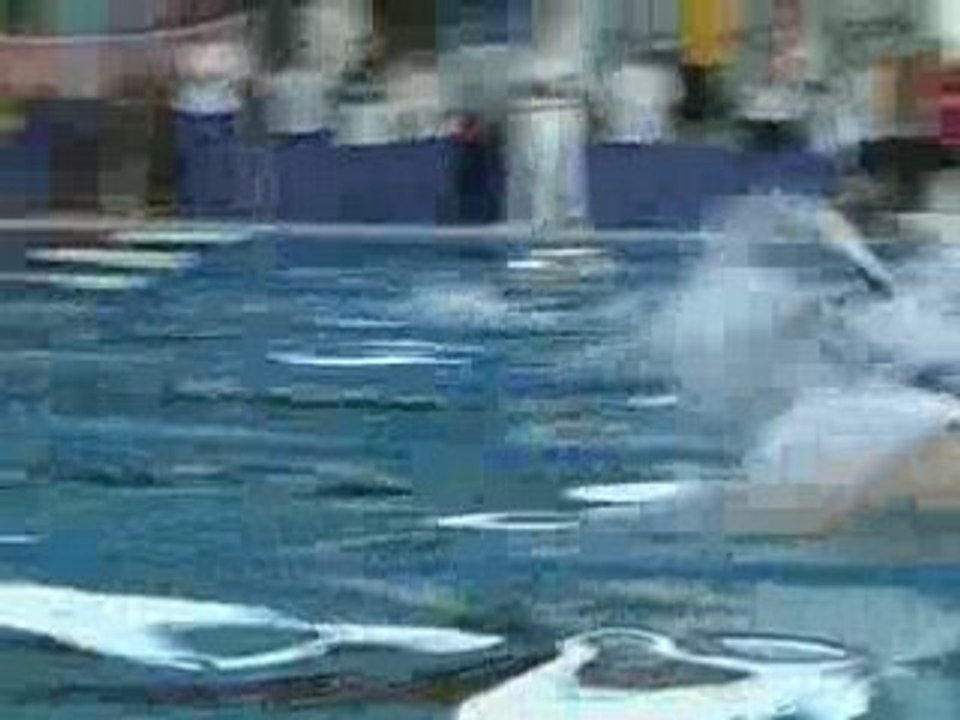 50 apnée coupe de FRANCE nage avec palme Istres