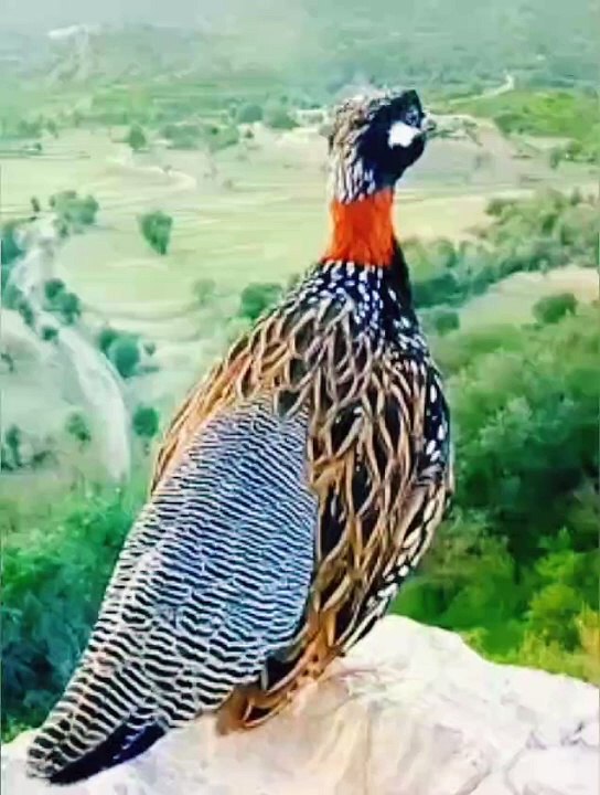 Birds | Funny Birds | Wildlife | Cute Bird | Entertainment | Pets Care | Birds Singing | Birds Scraping | Funny Videos | Beautiful Birds | Shorts | Wild