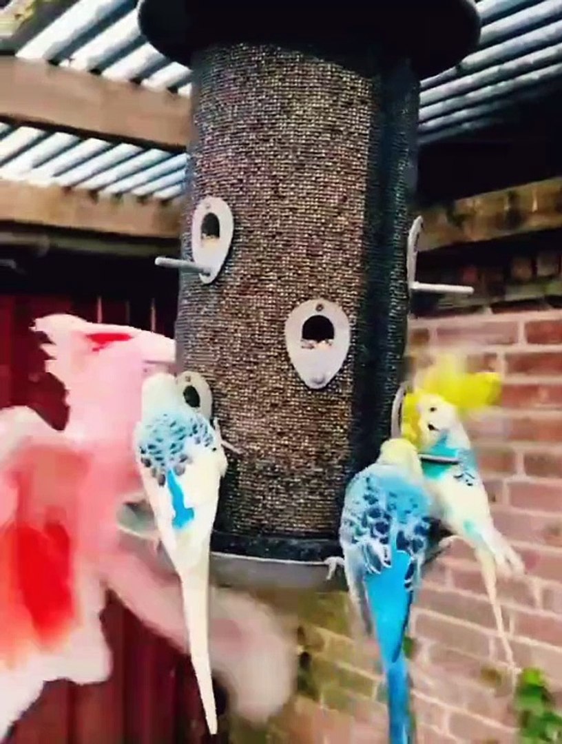 ⁣Funny Birds | Birds Sound | Wildlife | Cute Bird | Entertainment | Pets Care | Birds Singing | Birds