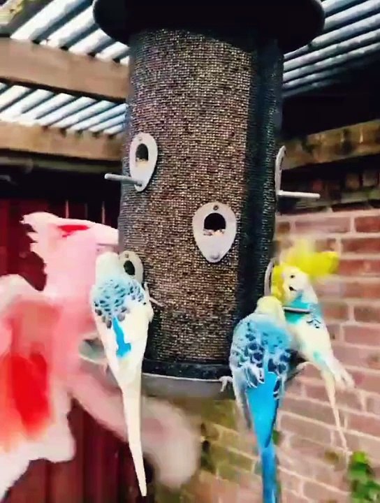 Funny Birds | Birds Sound | Wildlife | Cute Bird | Entertainment | Pets Care | Birds Singing | Birds Scraping | Funny Videos | Beautiful Birds | Shorts | Wild
