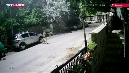 Başıboş sokak köpekleri park halindeki araca zarar verdi