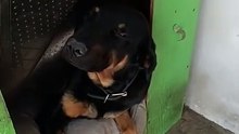 Perritos en Mexicali se salvan del calor con aire acondicionado dentro de sus casas