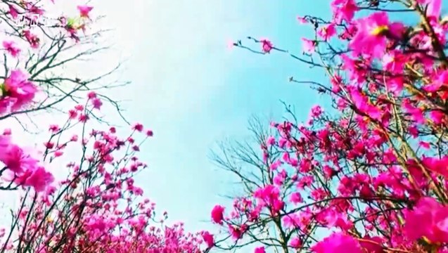 Stress relief relaxation film Beautiful Nature -2 with beautiful nature view, birds, flowers, animals and relaxing music