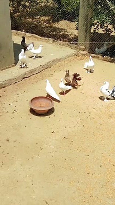 Beautiful pigeons