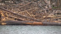 Préservation de la biodiversité: un projet d'aire protégée pour la rivière Bonaventure