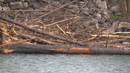 Préservation de la biodiversité: un projet d'aire protégée pour la rivière Bonaventure