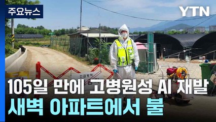 105일 만에 고병원성 AI 재발...새벽 아파트에서 불 / YTN