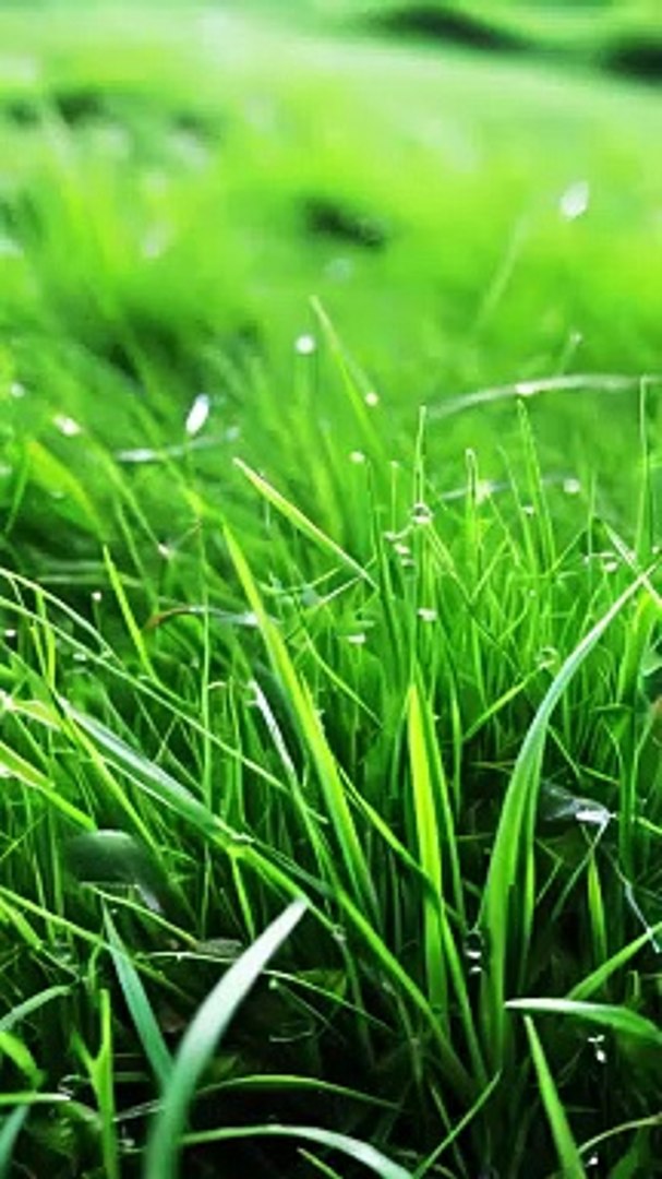 Relaxing grass